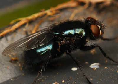 Close-up of insect