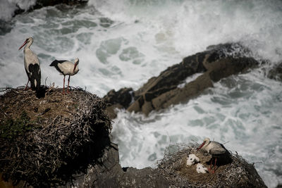  birds nest on beach
