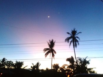 Low angle view of palm trees against blue sky