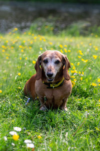 Candid portrait of daschund dog on the green grass in the park.