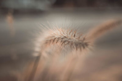 Close-up of dandelion against blurred background