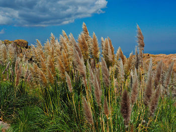 View of stalks in field against blue sky