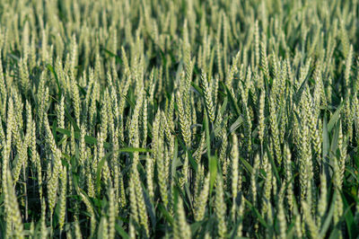 Full frame shot of wheat field