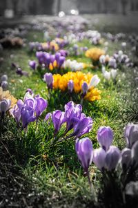 Close-up of purple crocus flowers on field