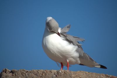 Low angle view of seagull against clear blue sky