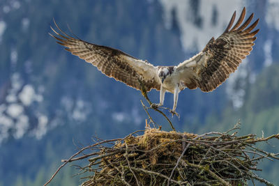 Osprey building nest