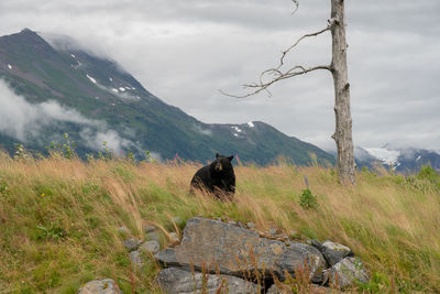 View of a horse on mountain against sky