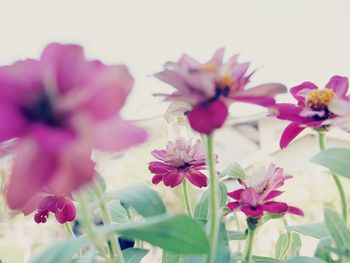 Close-up of pink flowers