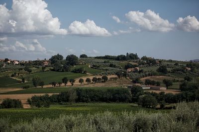 Scenic view of agricultural field against sky