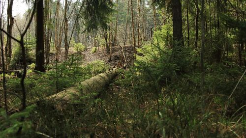 Plants and trees in forest