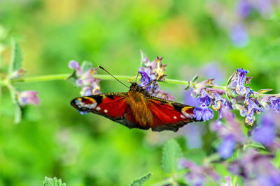 Close-up of butterfly pollinating on purple flower