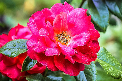 Close-up of water drops on pink flower