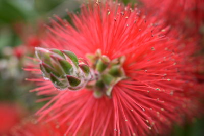 Close-up of red flower