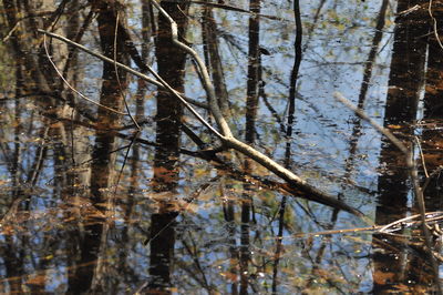 Close-up of plants by lake