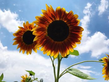 Close-up of sunflowers against sky