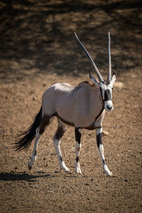 Gemsbok walks across rocky pan in sunshine