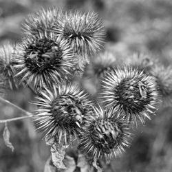 Close-up of dandelion