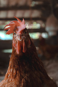 Close-up of a bird