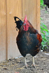 High angle view of a bird