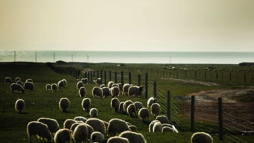 Scenic view of field by sea against sky