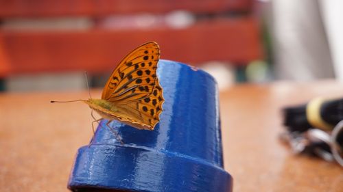 Close-up of butterfly on leaf