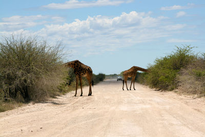 Giraffes grazing while standing on dirt road against sky