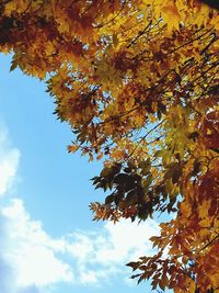 Low angle view of tree in autumn