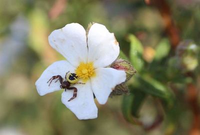 Close-up of bee on white flower
