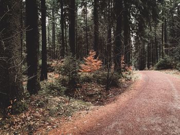 Trees in forest during autumn