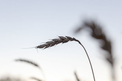 Close-up of insect on plant against sky