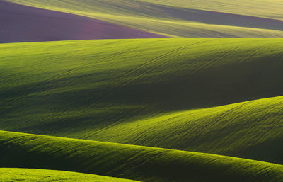 Full frame shot of agricultural field