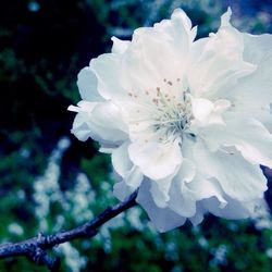 Close-up of white flowers