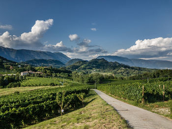 Empty road amidst vineyard leading towards mountains