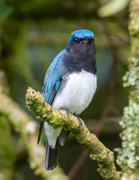 Close-up of bird perching on branch