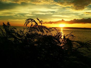 Silhouette trees on beach against sky during sunset