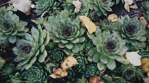 High angle view of succulent plant