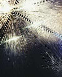 Low angle view of palm trees