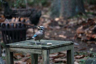 Close-up of bird perching on wood