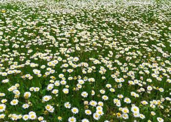 High angle view of white flowering plants on field