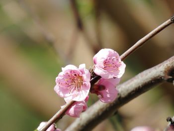 Close-up of pink cherry blossom