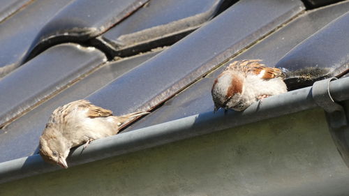 Low angle view of bird perching on roof