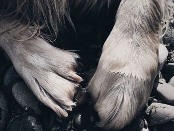 Close-up of wet golden retriever paws