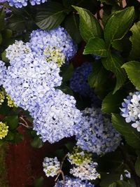 Close-up of white hydrangea flowers