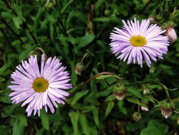 Close-up of purple daisy flower