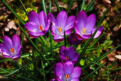 Close-up of purple crocus blooming on field