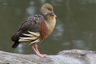 Close-up side view of a bird