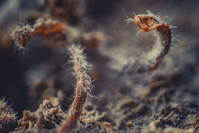 Close-up of dead plant