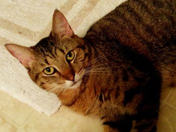 Portrait of cat