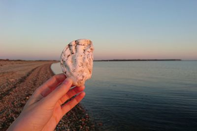 Cropped hand holding seashell at beach against sky