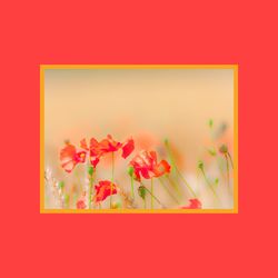 Close-up of pink flowers against red wall